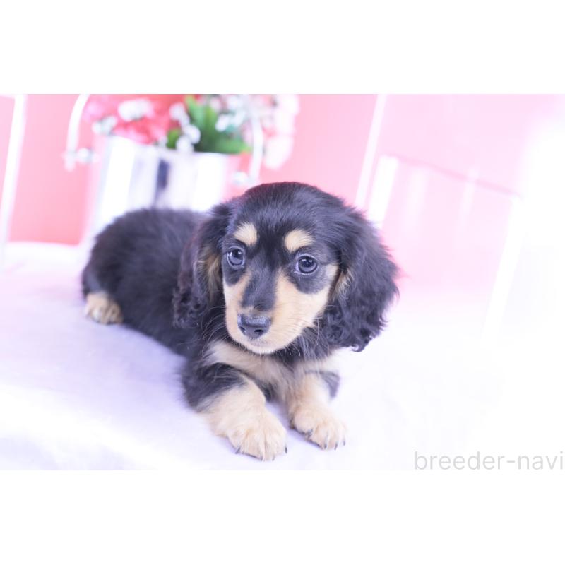 販売中の愛知県のカニンヘンダックスフンド(ロングヘアード)-421661の6枚目