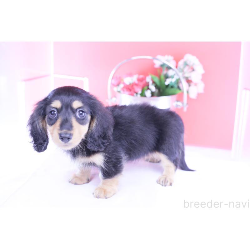 販売中の愛知県のカニンヘンダックスフンド(ロングヘアード)-421661の5枚目