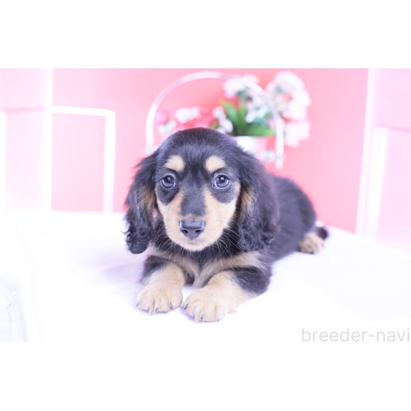 販売中の愛知県のカニンヘンダックスフンド(ロングヘアード)-421661の4枚目