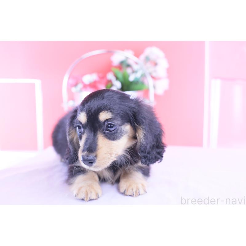 販売中の愛知県のカニンヘンダックスフンド(ロングヘアード)-421661の2枚目