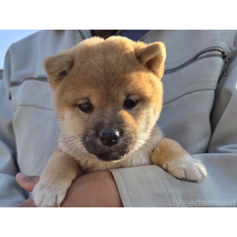 成約済の静岡県の豆柴-425216の3枚目