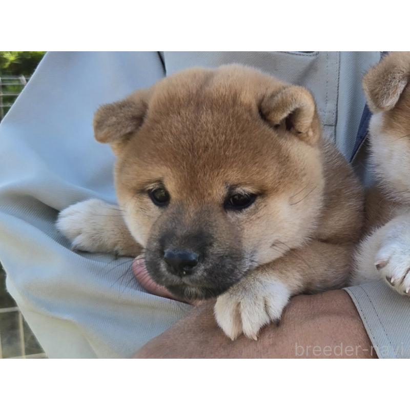 成約済の静岡県の豆柴-425216の2枚目