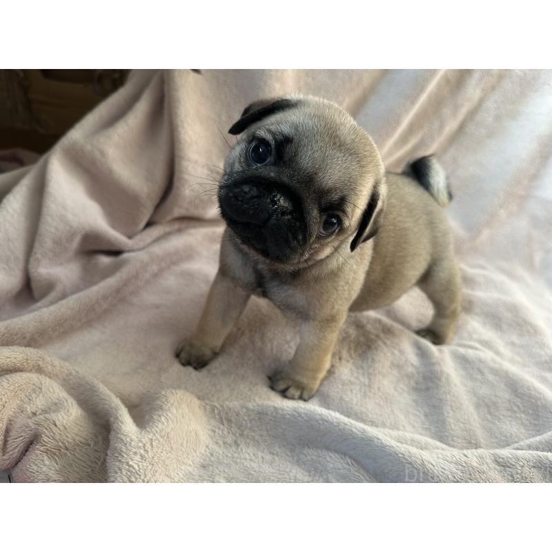 販売中の岡山県のパグ-426811の7枚目