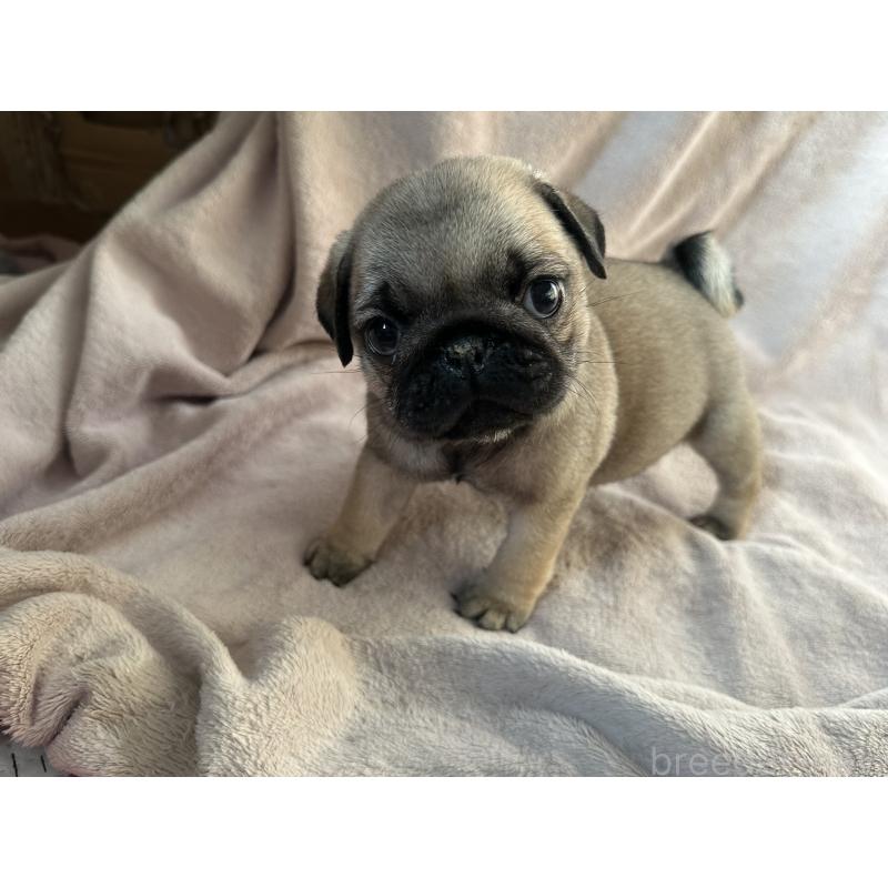 販売中の岡山県のパグ-426811の6枚目