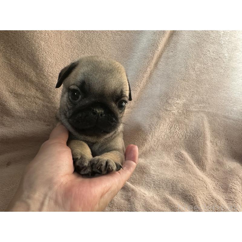 販売中の岡山県のパグ-426811の5枚目