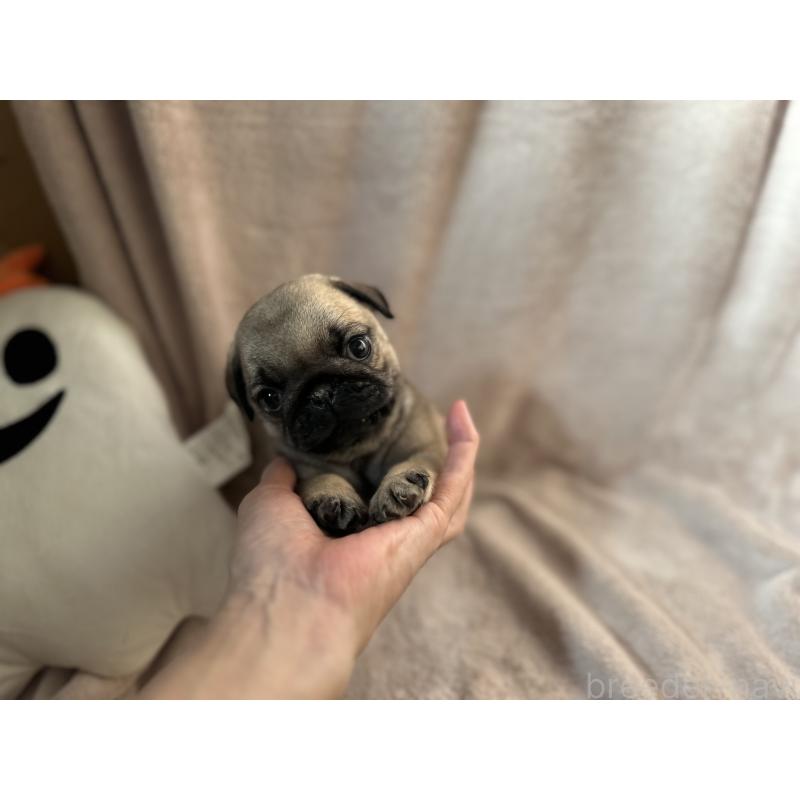 販売中の岡山県のパグ-426811の4枚目