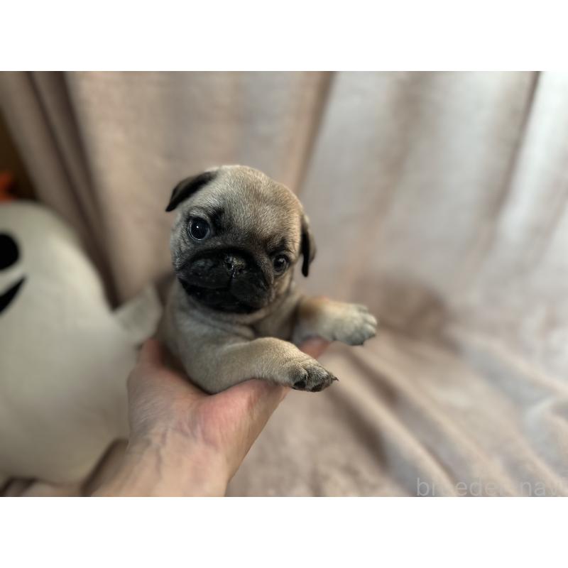 販売中の岡山県のパグ-426811の3枚目