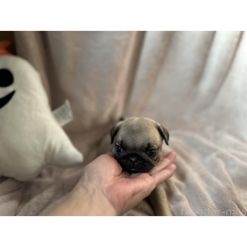 販売中の岡山県のパグ-426811の2枚目