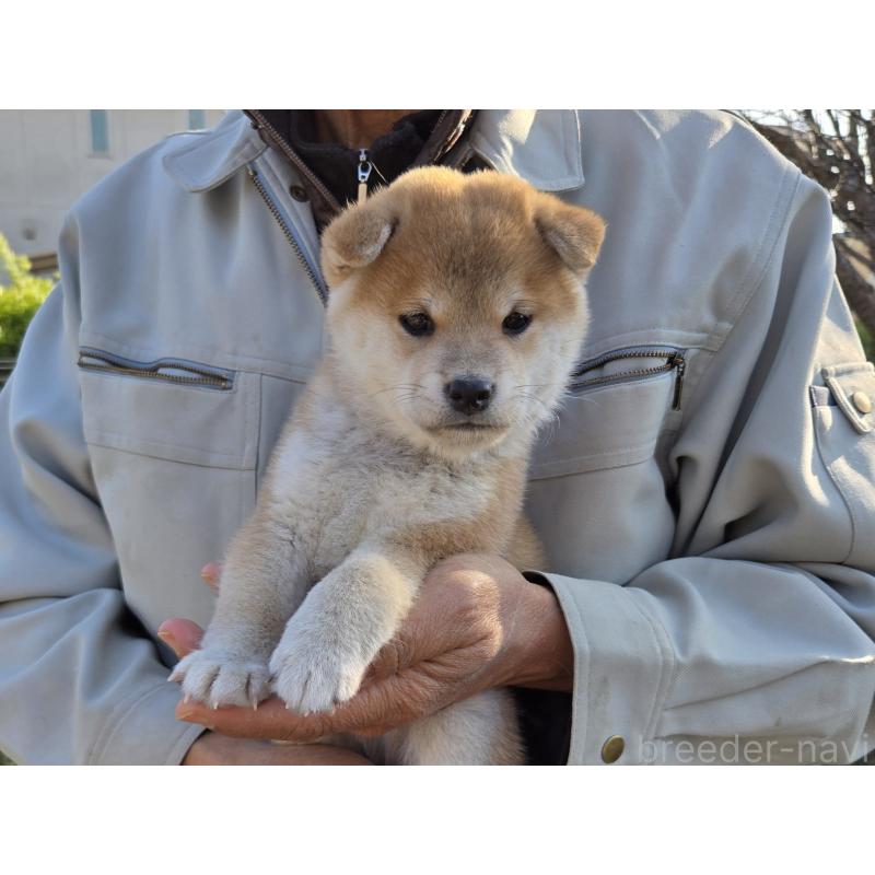 成約済の静岡県の豆柴-425217の4枚目