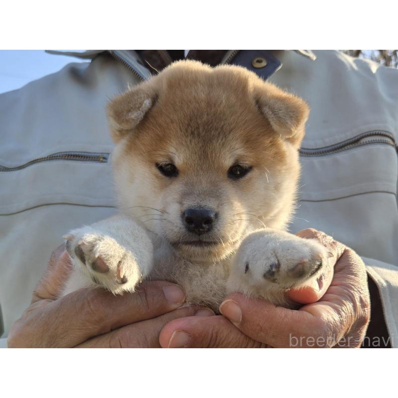 成約済の静岡県の豆柴-425217の3枚目