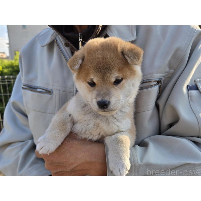 成約済の静岡県の豆柴-425217の2枚目