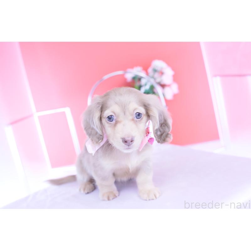 販売中の愛知県のカニンヘンダックスフンド(ロングヘアード)-422278の12枚目