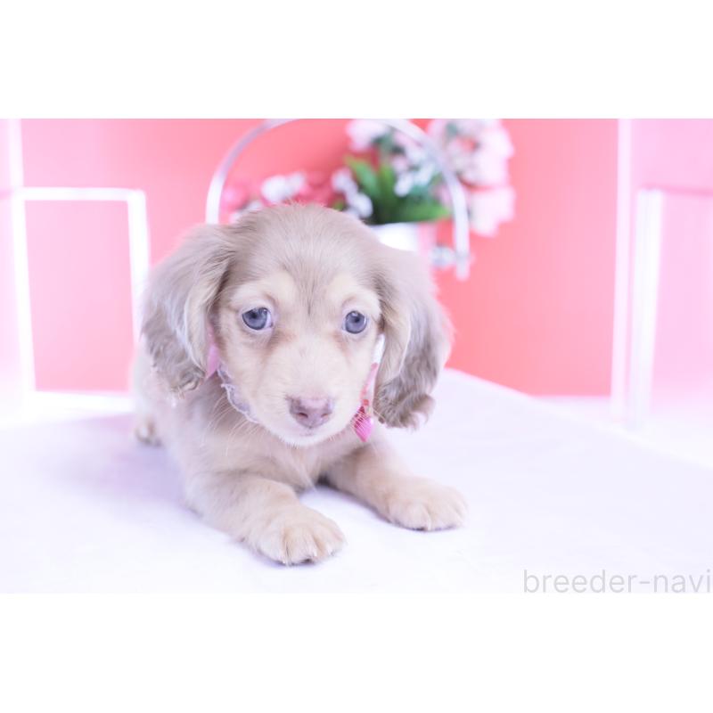 販売中の愛知県のカニンヘンダックスフンド(ロングヘアード)-422278の10枚目