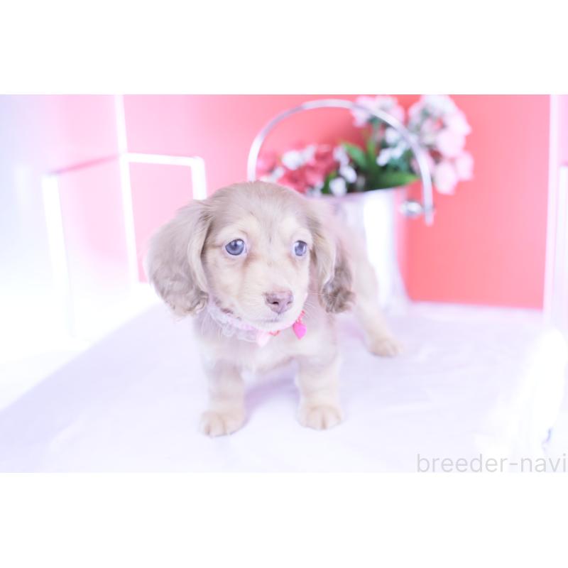 販売中の愛知県のカニンヘンダックスフンド(ロングヘアード)-422278の9枚目