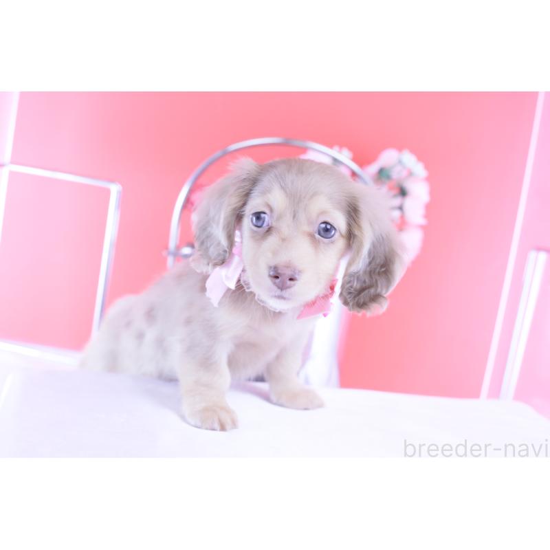 販売中の愛知県のカニンヘンダックスフンド(ロングヘアード)-422278の4枚目