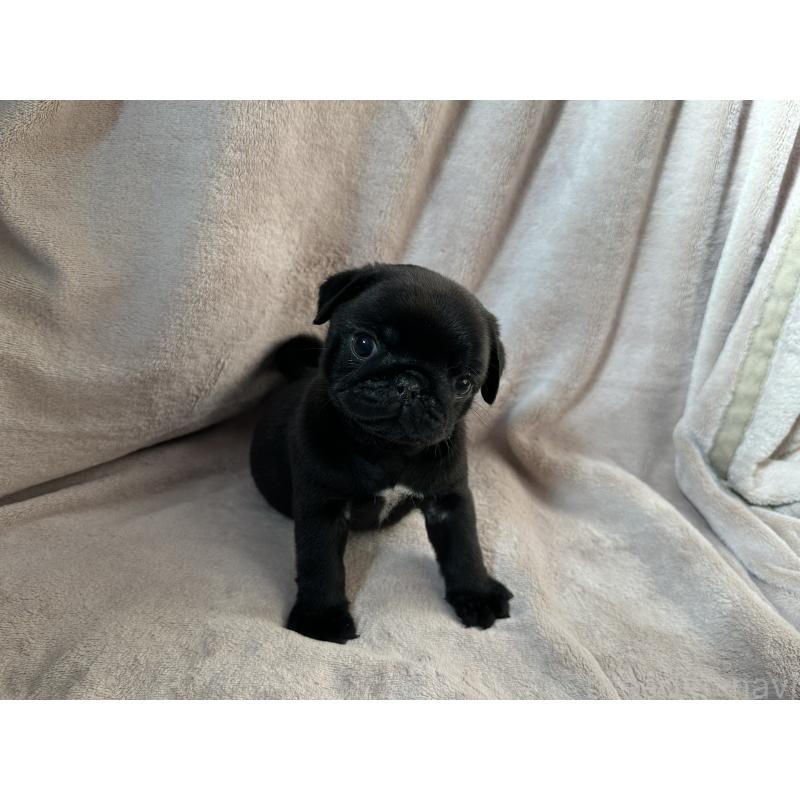 販売中の岡山県のパグ-426813の7枚目