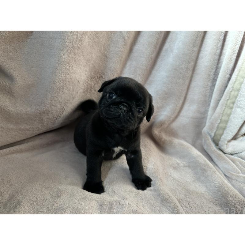 販売中の岡山県のパグ-426813の6枚目