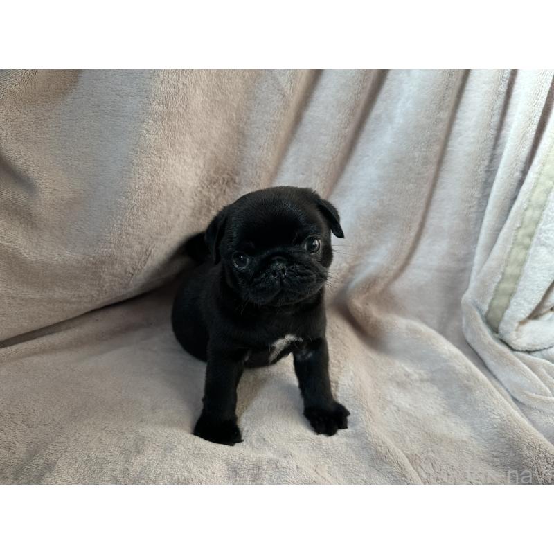 販売中の岡山県のパグ-426813の5枚目