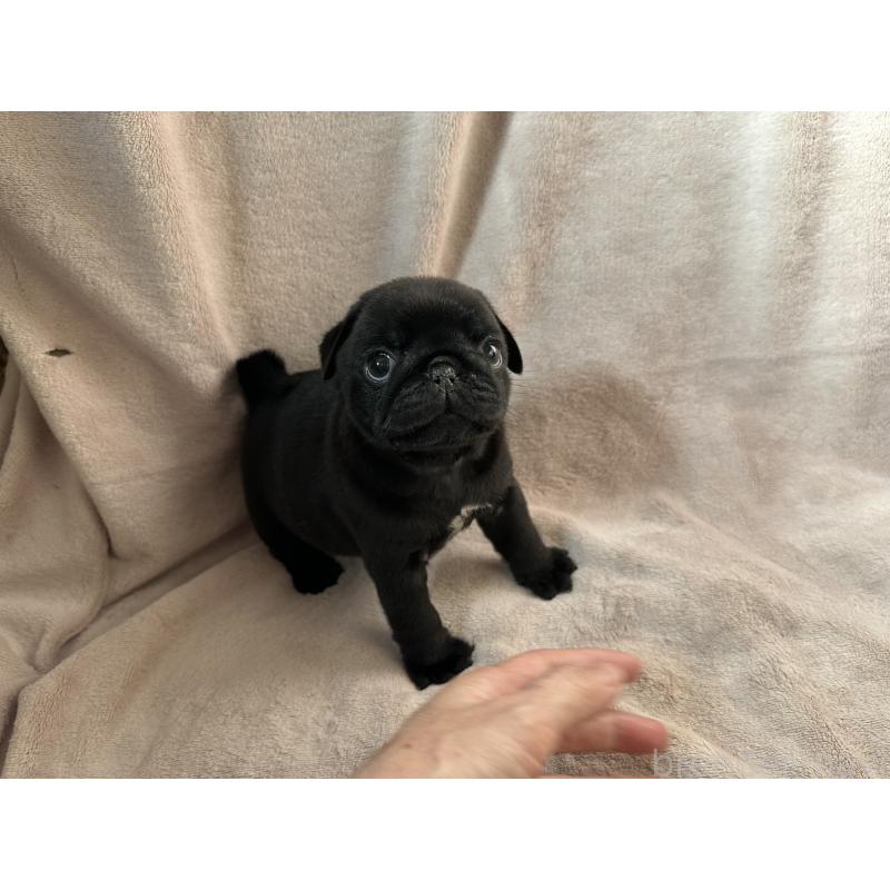 販売中の岡山県のパグ-426813の4枚目