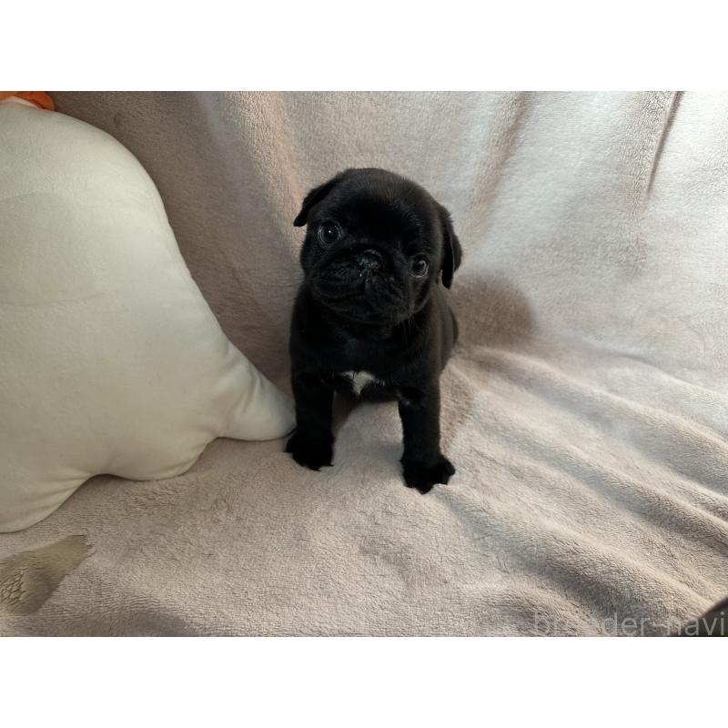 販売中の岡山県のパグ-426813の3枚目