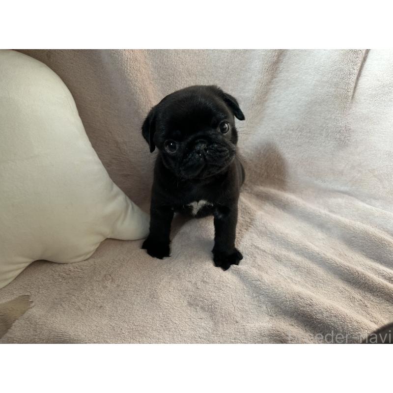 販売中の岡山県のパグ-426813