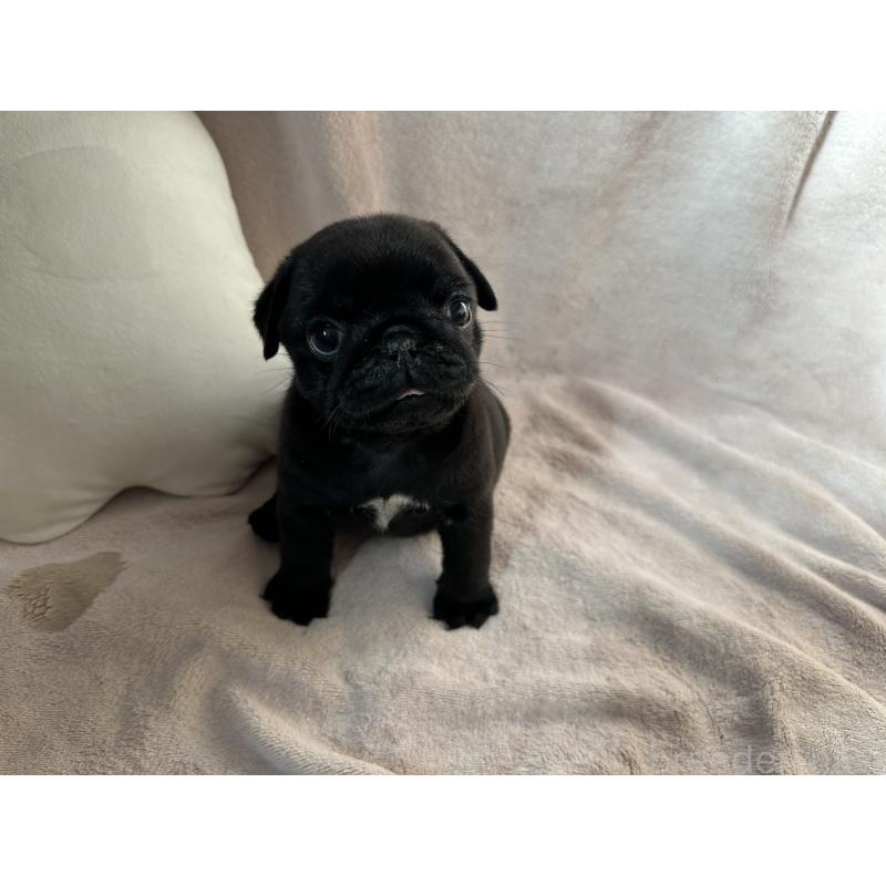 販売中の岡山県のパグ-426813の2枚目