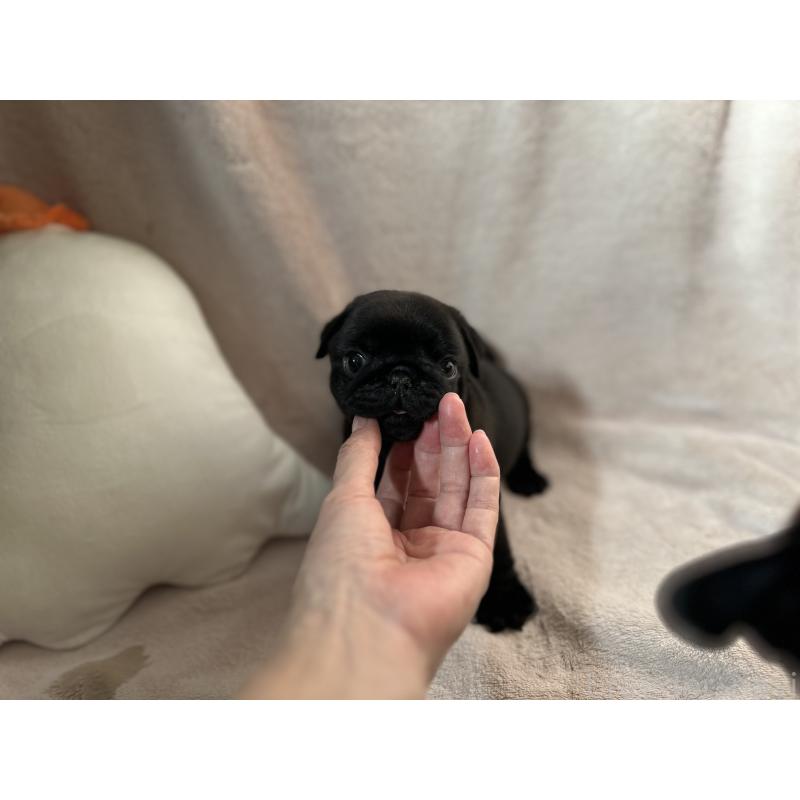 販売中の岡山県のパグ-426817の3枚目