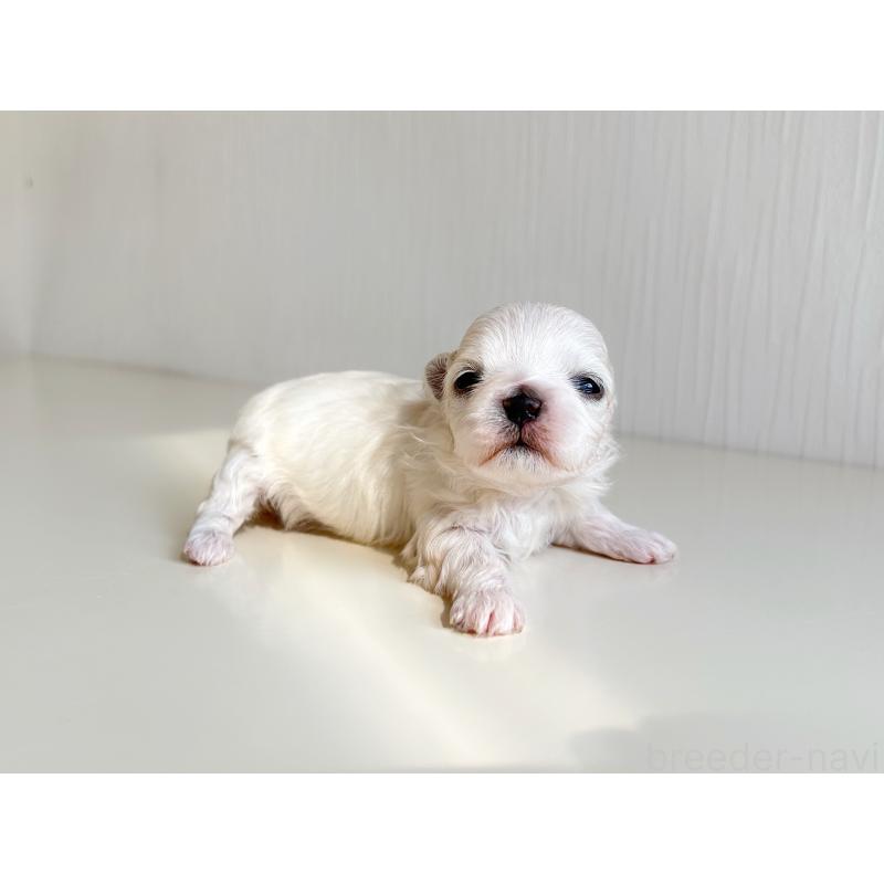 販売中の富山県のマルチーズ-426814の4枚目