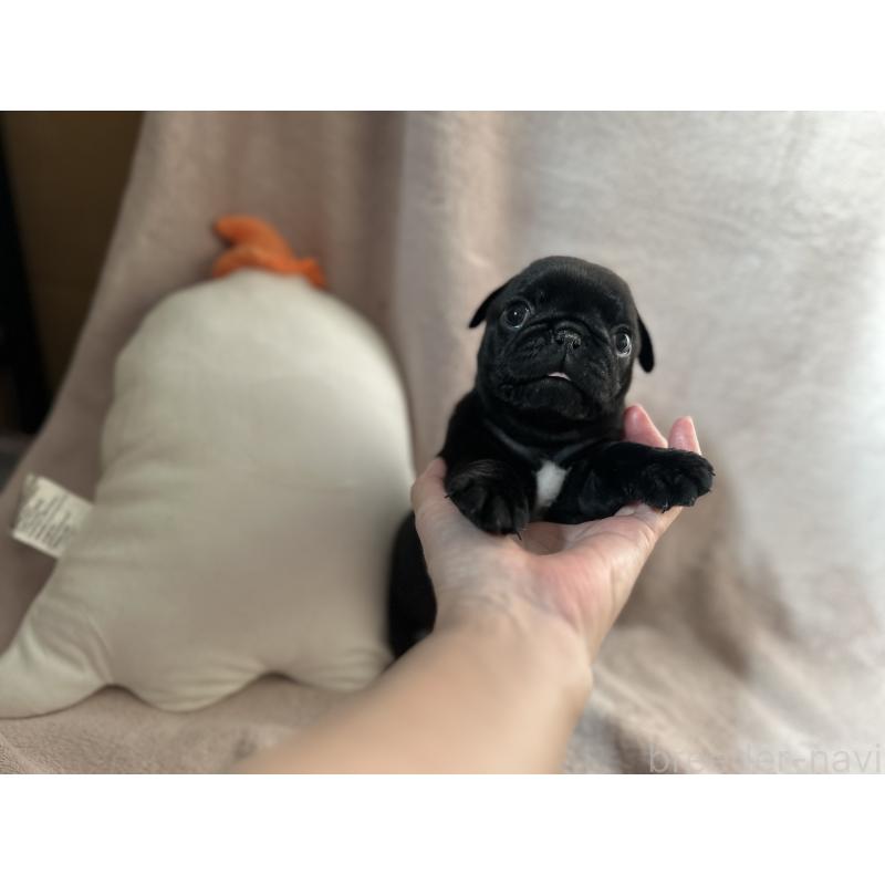 販売中の岡山県のパグ-426817