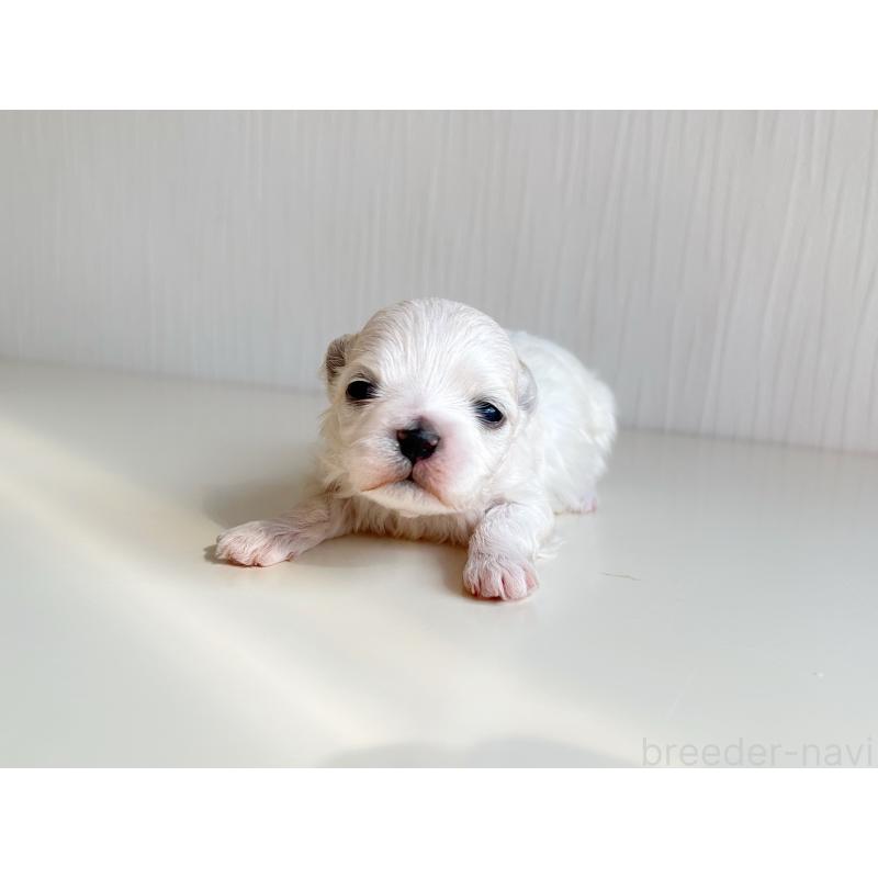 販売中の富山県のマルチーズ-426814の3枚目