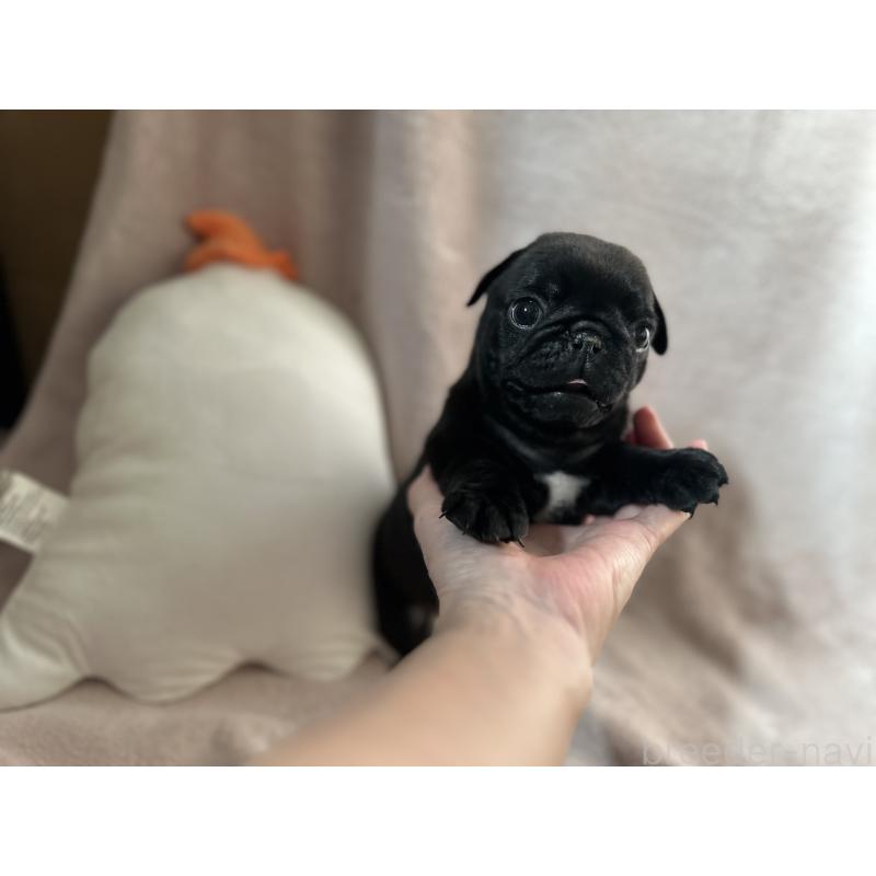 販売中の岡山県のパグ-426817の2枚目