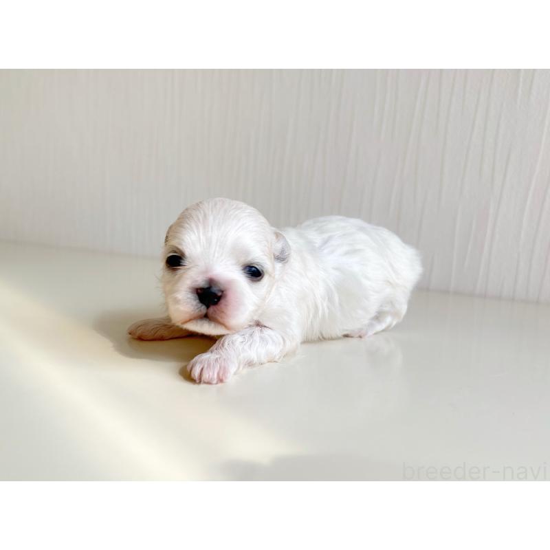 販売中の富山県のマルチーズ-426814の2枚目