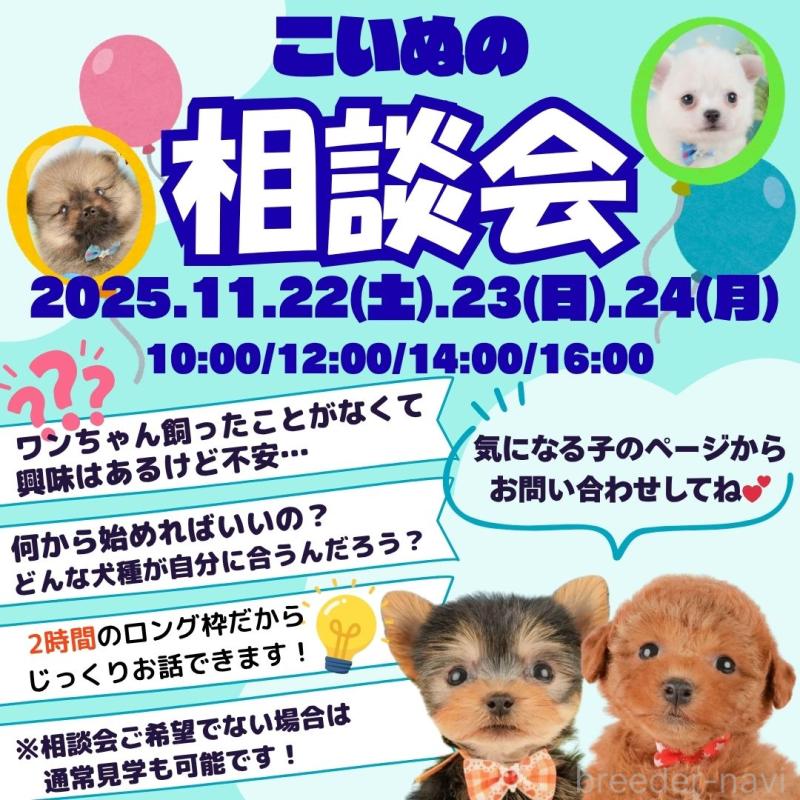 成約済の静岡県のトイプードル-411116の3枚目