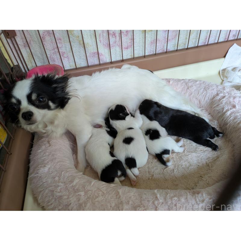 販売中の茨城県のチワワ(ロングコート)-426816の1枚目