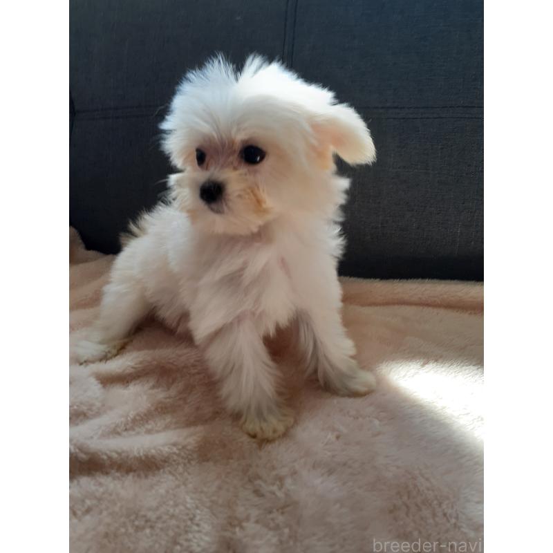 販売中の熊本県のポメマル:ポメラニアン×マルチーズ-426815の3枚目