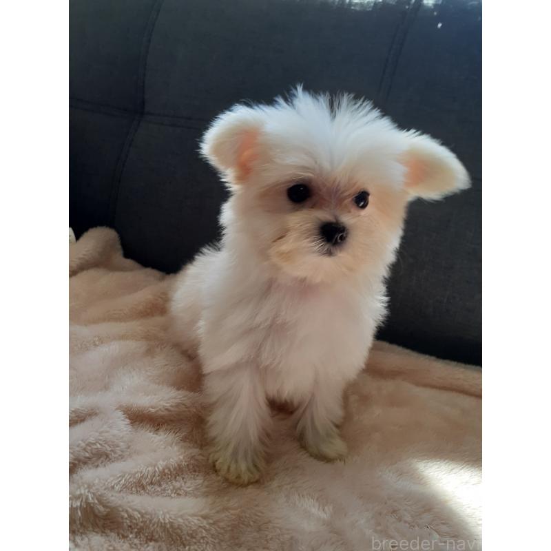 販売中の熊本県のポメマル:ポメラニアン×マルチーズ-426815の2枚目