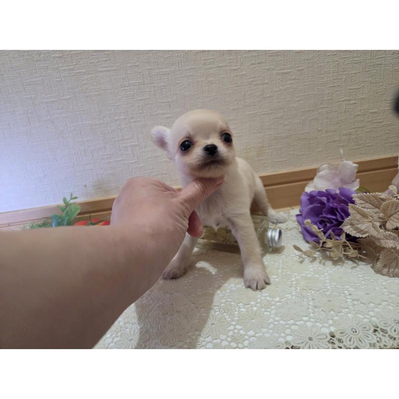 成約済の広島県のチワワ(ロングコート)-422564の10枚目