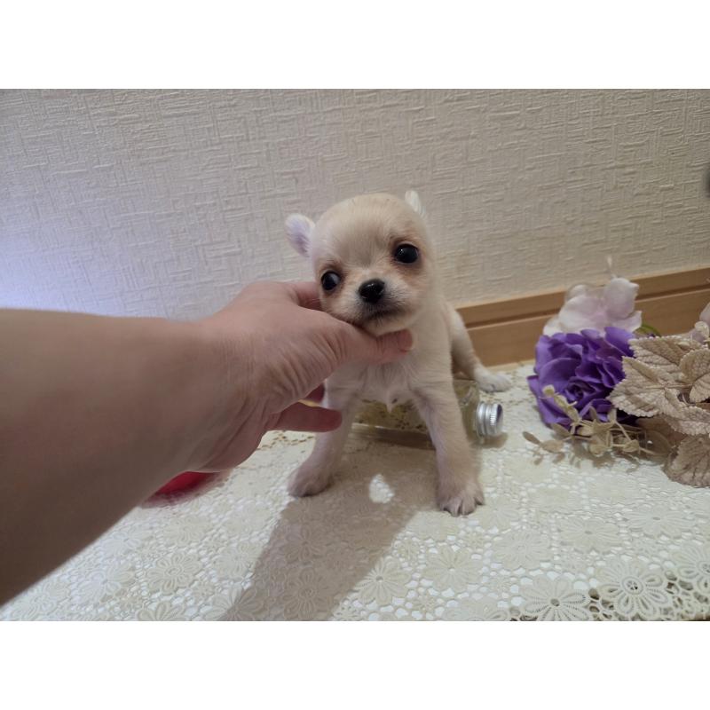 成約済の広島県のチワワ(ロングコート)-422564の9枚目