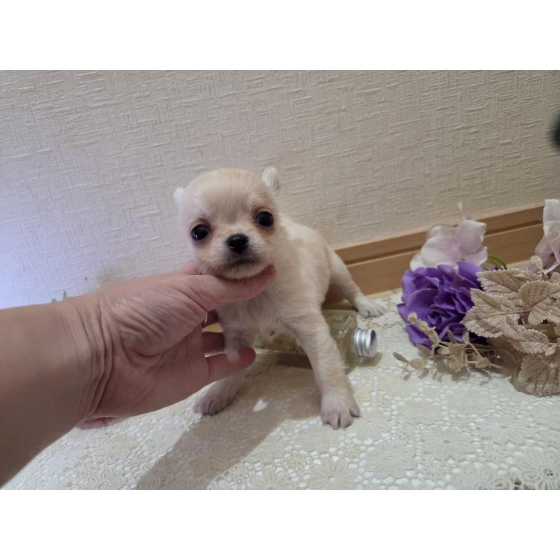 成約済の広島県のチワワ(ロングコート)-422564の7枚目