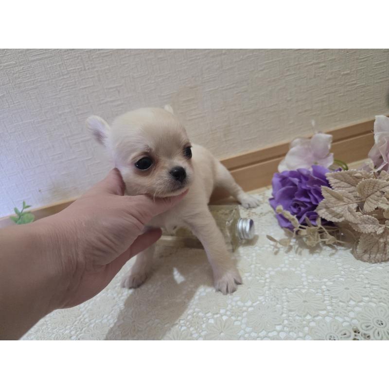 成約済の広島県のチワワ(ロングコート)-422564の6枚目