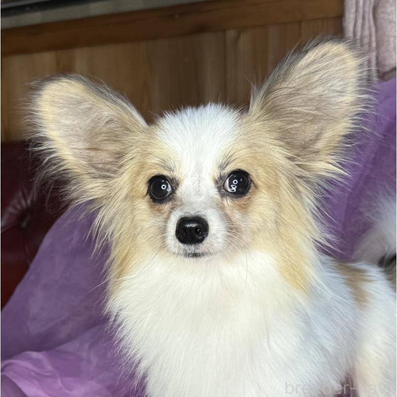 成約済の三重県のパピヨン-426818の1枚目