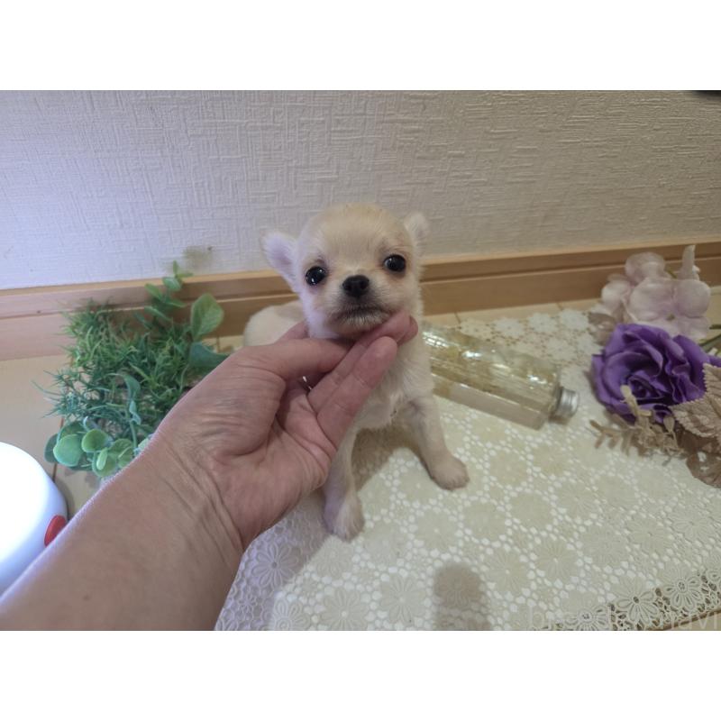 成約済の広島県のチワワ(ロングコート)-422564の5枚目