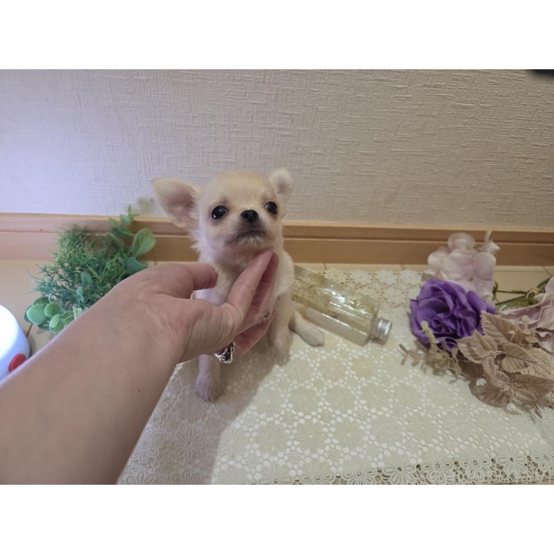 成約済の広島県のチワワ(ロングコート)-422564の4枚目