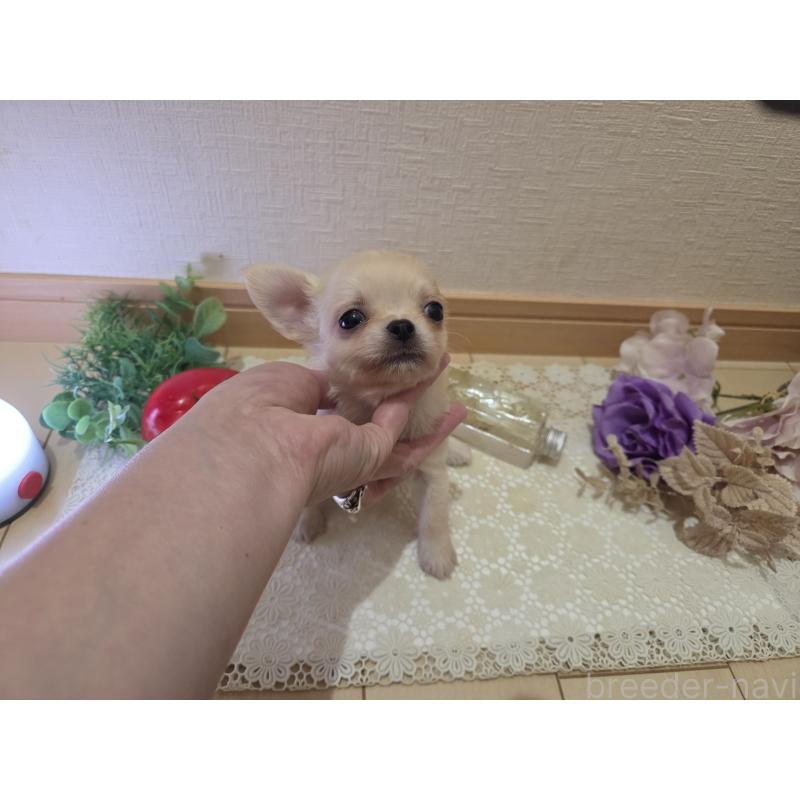 成約済の広島県のチワワ(ロングコート)-422564の3枚目