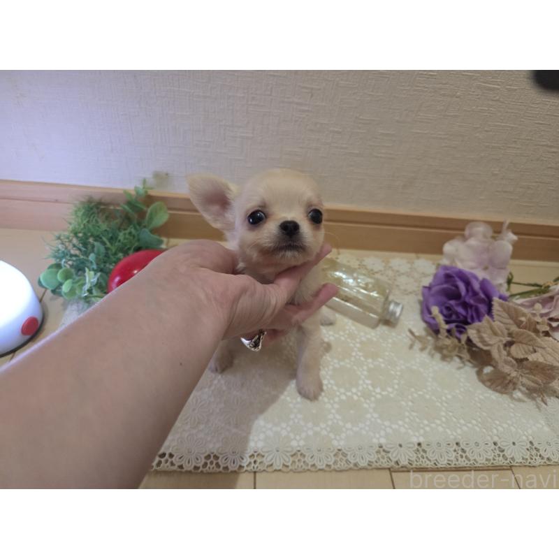 成約済の広島県のチワワ(ロングコート)-422564の2枚目