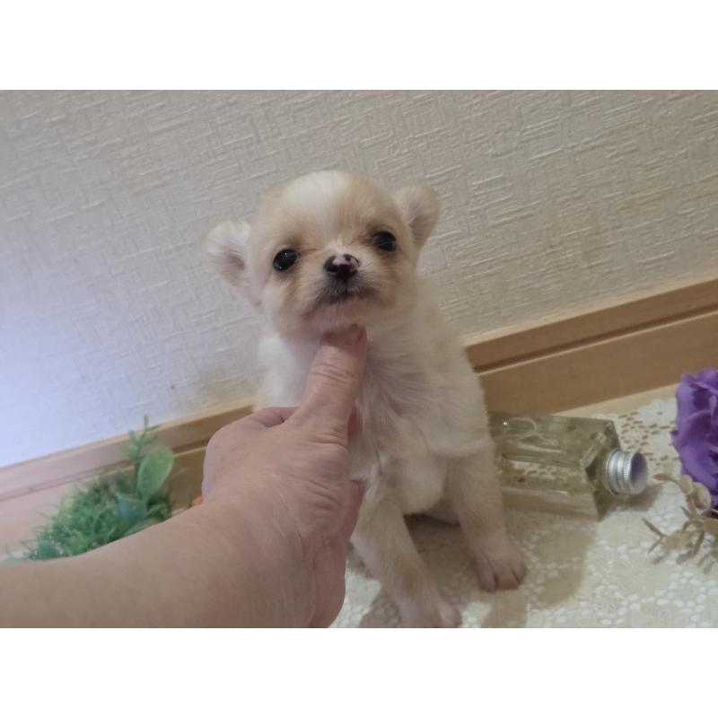 成約済の広島県のチワワ(ロングコート)-422565の42枚目