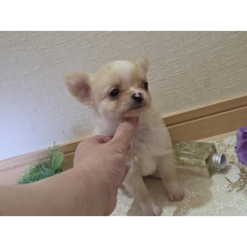 成約済の広島県のチワワ(ロングコート)-422565の41枚目