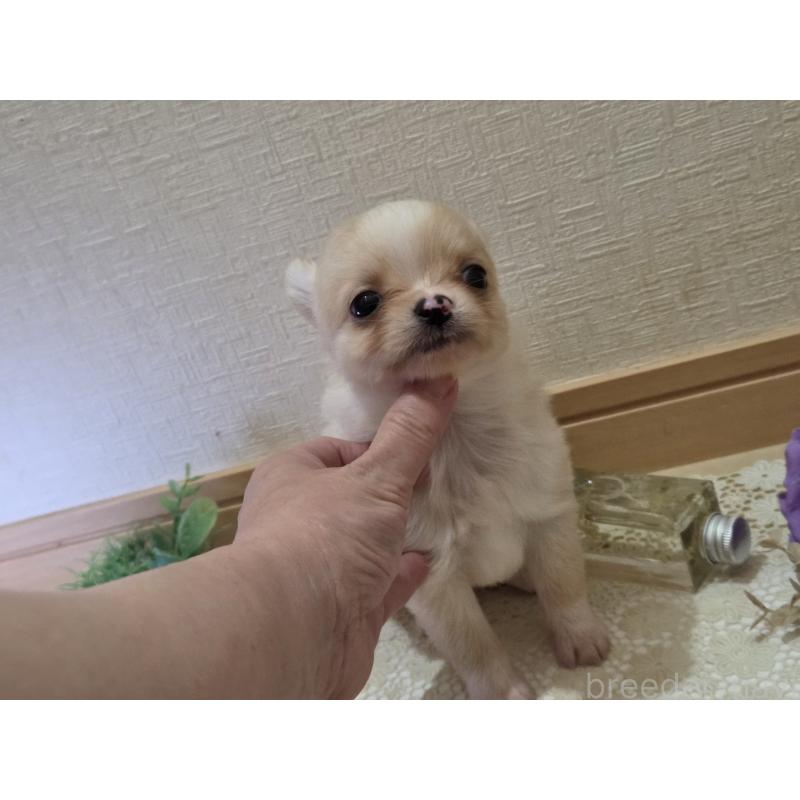 成約済の広島県のチワワ(ロングコート)-422565の40枚目