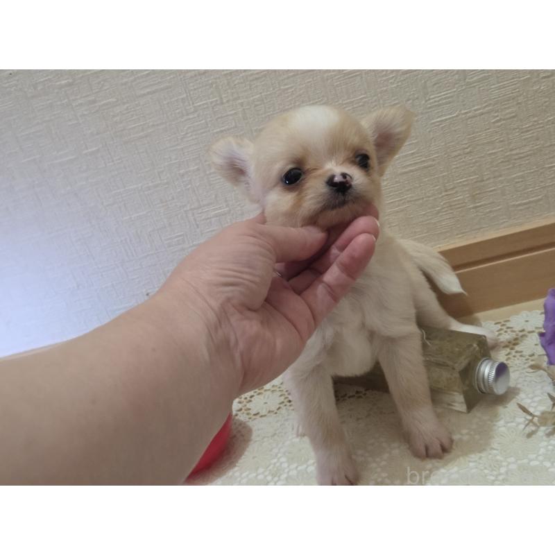 成約済の広島県のチワワ(ロングコート)-422565の39枚目