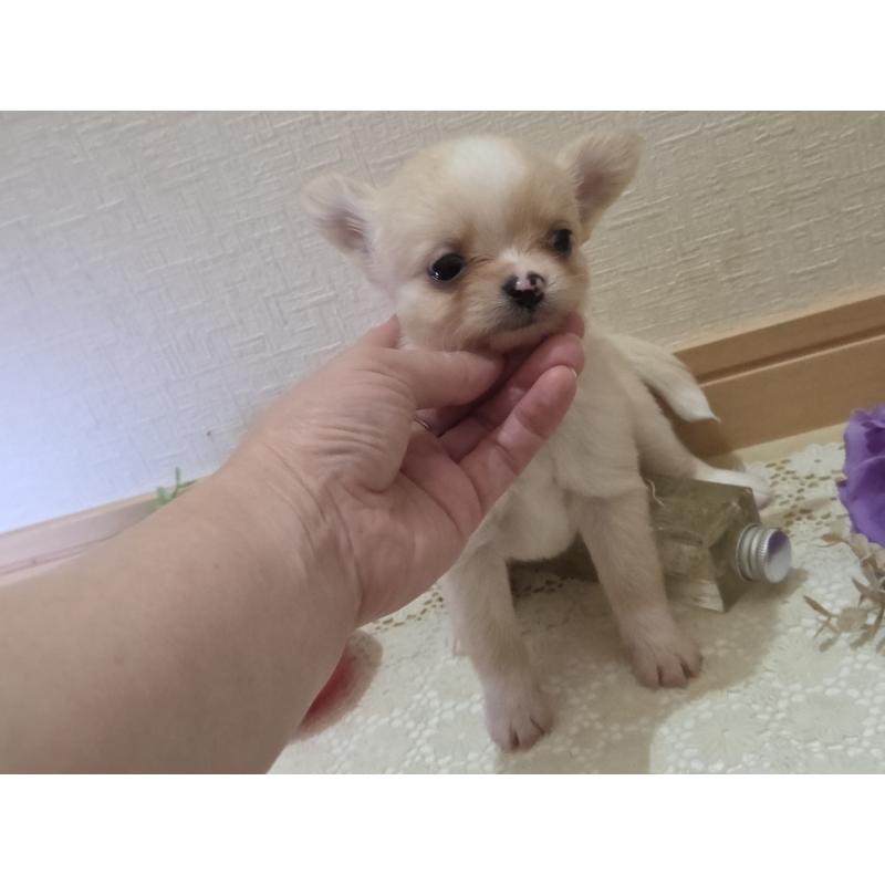 成約済の広島県のチワワ(ロングコート)-422565の38枚目